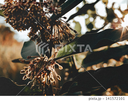 Sunlit close-up of wild plant seed heads glowing in golden hour light. Atmospheric botanical background with warm backlighting, natural textures, and dreamy shallow depth of field. 141572101