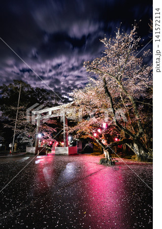 香取神宮の鳥居と桜、月明かりの夜景 141572114