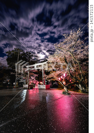 香取神宮の鳥居と桜、月明かりの夜景 香取神宮の鳥居と桜、月明かりの夜景 141572115