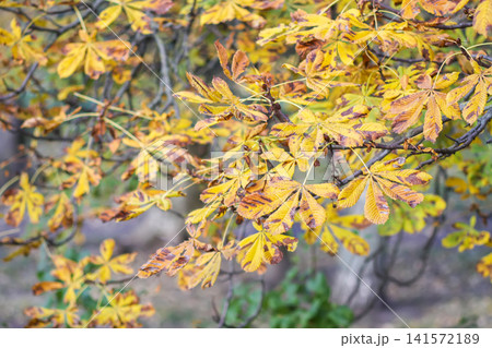 Bright yellow horse chestnut leaves decorate a tree during the autumn season under natural daylight. Bright yellow horse chestnut leaves decorate a tree during the autumn season under natural daylight. 141572189