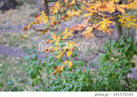 Bright yellow horse chestnut leaves decorate a tree during the autumn season under natural daylight. Bright yellow horse chestnut leaves decorate a tree during the autumn season under natural daylight. 141572191