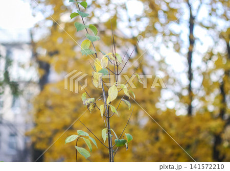 A slender young tree shoot with green and yellowing leaves stands against a softly blurred autumn canopy. A slender young tree shoot with green and yellowing leaves stands against a softly blurred autumn canopy. 141572210