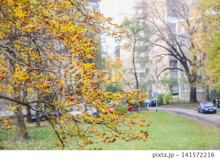 A mature horse chestnut showcases vivid autumn foliage in a peaceful natural environment. A mature horse chestnut showcases vivid autumn foliage in a peaceful natural environment. 141572216