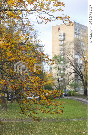 Yellow horse chestnut leaves capture the atmosphere of autumn with warm colors and natural beauty. Yellow horse chestnut leaves capture the atmosphere of autumn with warm colors and natural beauty. 141572217