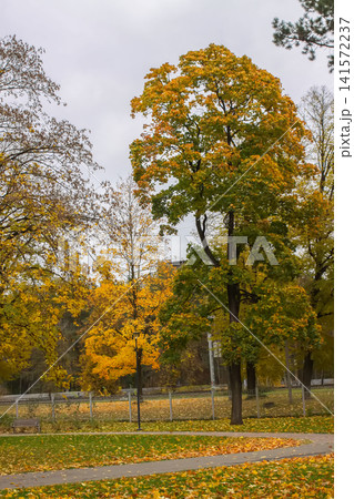 Trees with yellow and orange leaves covering an autumn park landscape. Seasonal transitions, botanical diversity, peaceful environments, and nature photography applications. Trees with yellow and orange leaves covering an autumn park landscape. Seasonal transitions, botanical diversity, peaceful environments, and nature photography applications. 141572237
