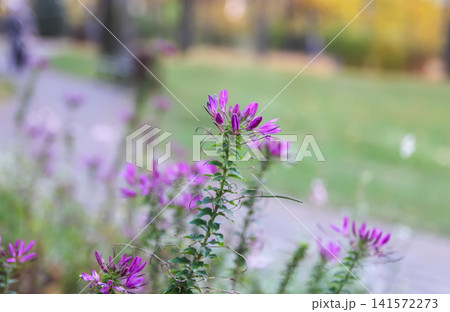 Delicate purple Cleome hassleriana blossoms growing in a landscaped park area. Delicate purple Cleome hassleriana blossoms growing in a landscaped park area. 141572273