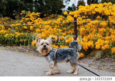 Cute Yorkshire Terrier on a leash standing near blooming yellow rhododendron flowers in a spring park Small dog enjoying outdoor walk in spring garden 141572304