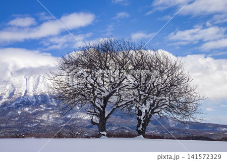 ニセコから見える羊蹄山と冬の裸木、雪原に立つ景観 141572329