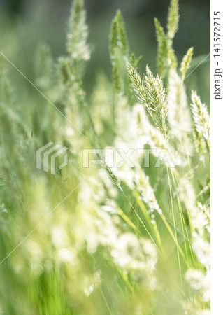 夏草がキラキラ輝く公園 夏草がキラキラ輝く公園 141572715