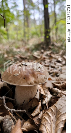 Close-up of a porcini mushroom in an autumn forest. Close-up of a porcini mushroom in an autumn forest. 141572751