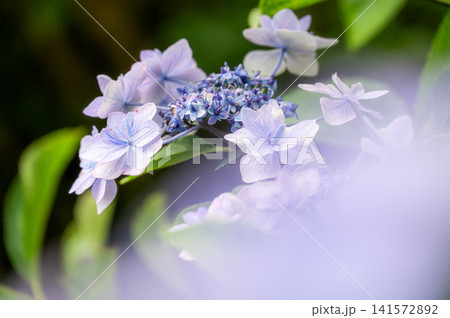 光林寺の紫陽花 光林寺の紫陽花 141572892