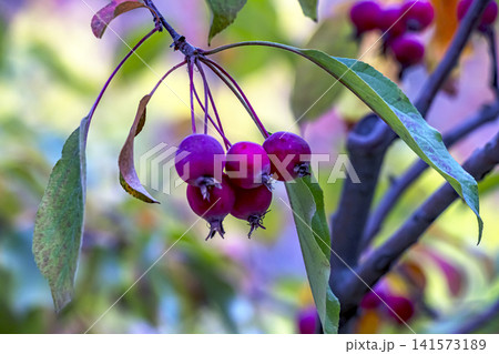 Bright Red Crabapple Cluster with Green Leaves 141573189