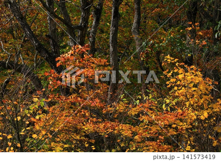 紅葉の獅子ヶ鼻湿原 紅葉の獅子ヶ鼻湿原 141573419