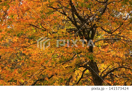 紅葉の獅子ヶ鼻湿原 紅葉の獅子ヶ鼻湿原 141573424