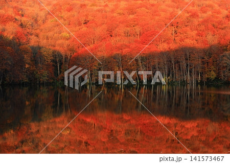 紅葉の映る蔦沼 紅葉の映る蔦沼 141573467