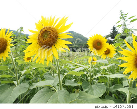山を背に咲き並ぶひまわりの花 夏の長野県安曇野 山を背に咲き並ぶひまわりの花 夏の長野県安曇野 141573581
