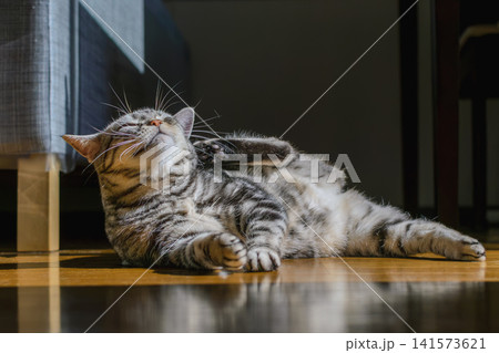 床に寝そべって毛繕いをする可愛いアメリカンショートヘアの猫 141573621