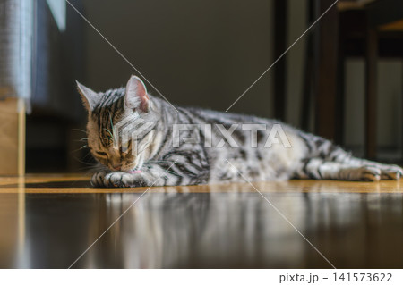 床に寝そべって毛繕いをする可愛いアメリカンショートヘアの猫 床に寝そべって毛繕いをする可愛いアメリカンショートヘアの猫 141573622