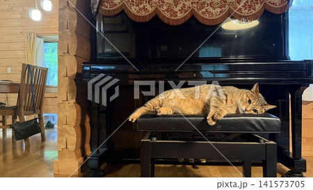 ログハウスのピアノの前でくつろぐ猫 ログハウスのピアノの前でくつろぐ猫 141573705