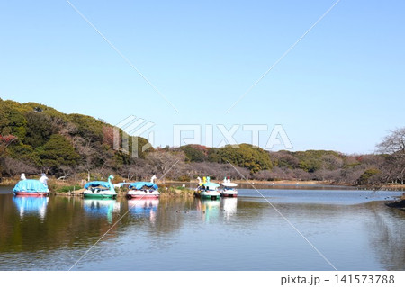 スワンボートが浮かぶ公園の池　明石公園　秋 141573788