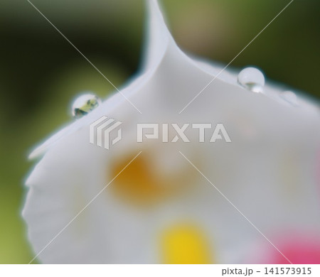 白い花びらに並ぶ水滴のマクロ写真 141573915