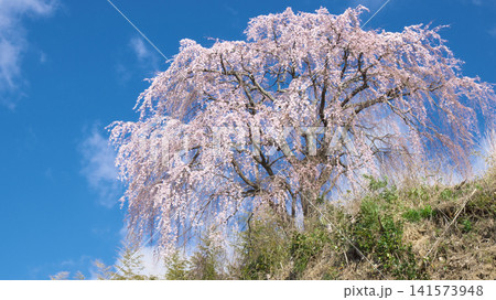 青空に映える光岩寺の枝垂れ桜 自然風景 青空に映える光岩寺の枝垂れ桜 自然風景 141573948