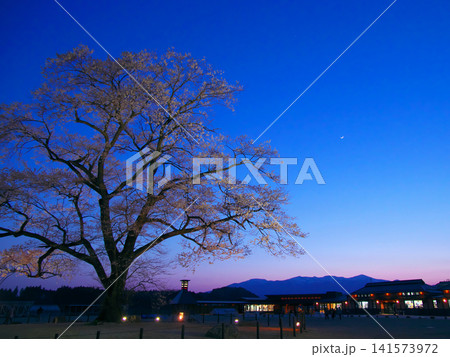 一本桜 - 夕暮れの万燈(まんとう)桜 一本桜 - 夕暮れの万燈(まんとう)桜 141573972