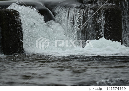 河川の氾濫・増水 溢水 越水 A river overflows 河川の氾濫・増水 溢水 越水 A river overflows 141574569