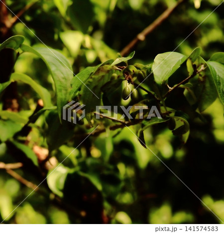 Small Green Berries Hanging on a Tree Branch in Soft Summer Light Small Green Berries Hanging on a Tree Branch in Soft Summer Light 141574583