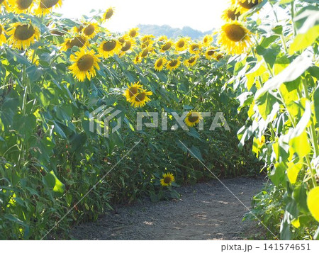 ひまわりのある道 ひまわりのある道 141574651