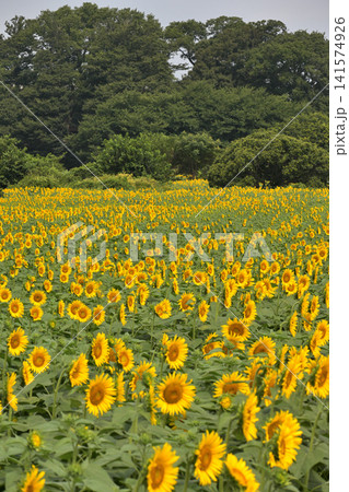 一面に広がる夏のひまわり畑 一面に広がる夏のひまわり畑 141574926