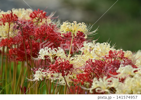ヒガンバナ(彼岸花/Lycoris radiata) ヒガンバナ(彼岸花/Lycoris radiata) 141574957