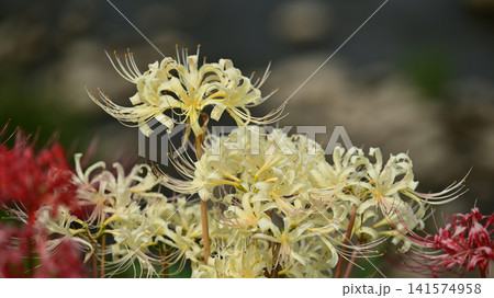 ヒガンバナ(彼岸花/Lycoris radiata) ヒガンバナ(彼岸花/Lycoris radiata) 141574958