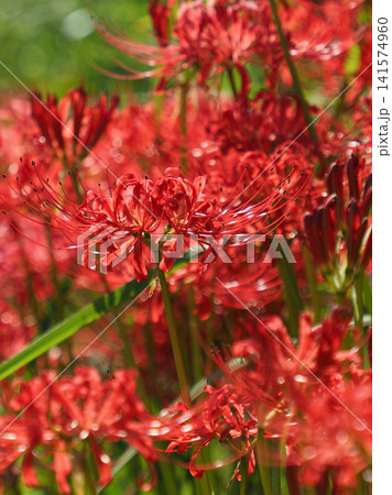 ヒガンバナ(彼岸花/Lycoris radiata) ヒガンバナ(彼岸花/Lycoris radiata) 141574960
