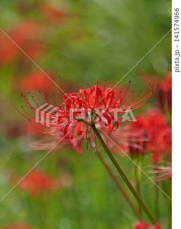 ヒガンバナ(彼岸花/Lycoris radiata) ヒガンバナ(彼岸花/Lycoris radiata) 141574966