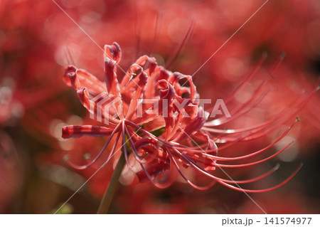 ヒガンバナ(彼岸花/Lycoris radiata) ヒガンバナ(彼岸花/Lycoris radiata) 141574977