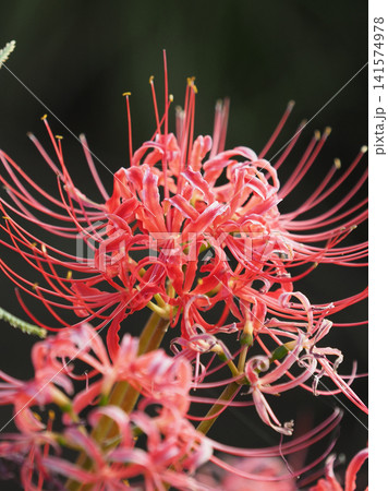 ヒガンバナ(彼岸花/Lycoris radiata) ヒガンバナ(彼岸花/Lycoris radiata) 141574978