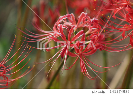ヒガンバナ(彼岸花／Lycoris radiata) 141574985