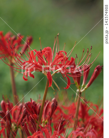 ヒガンバナ(彼岸花/Lycoris radiata) ヒガンバナ(彼岸花/Lycoris radiata) 141574988