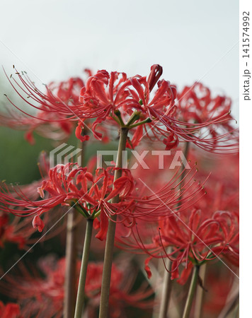 ヒガンバナ(彼岸花/Lycoris radiata) ヒガンバナ(彼岸花/Lycoris radiata) 141574992