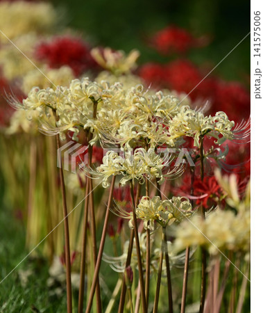 ヒガンバナ(彼岸花/Lycoris radiata) ヒガンバナ(彼岸花/Lycoris radiata) 141575006