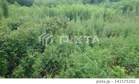 空き地 荒地 雑草 土地 vacant lot 空き地 荒地 雑草 土地 vacant lot 141575202