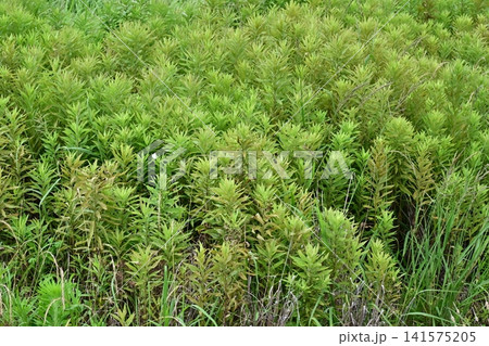 空き地 荒地 雑草 土地 vacant lot 空き地 荒地 雑草 土地 vacant lot 141575205