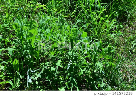 空き地 荒地 雑草 土地 vacant lot 空き地 荒地 雑草 土地 vacant lot 141575219