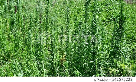 空き地 荒地 雑草 土地 vacant lot 空き地 荒地 雑草 土地 vacant lot 141575222