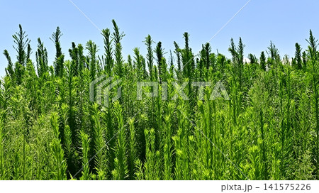 空き地 荒地 雑草 土地 vacant lot 空き地 荒地 雑草 土地 vacant lot 141575226