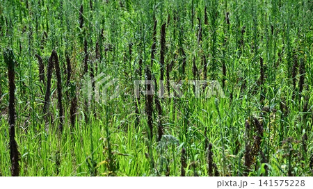 空き地 荒地 雑草 土地 vacant lot 空き地 荒地 雑草 土地 vacant lot 141575228