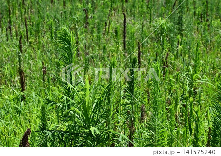 空き地 荒地 雑草 土地 vacant lot 空き地 荒地 雑草 土地 vacant lot 141575240
