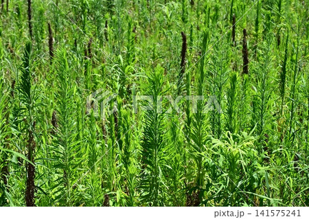 空き地 荒地 雑草 土地 vacant lot 空き地 荒地 雑草 土地 vacant lot 141575241