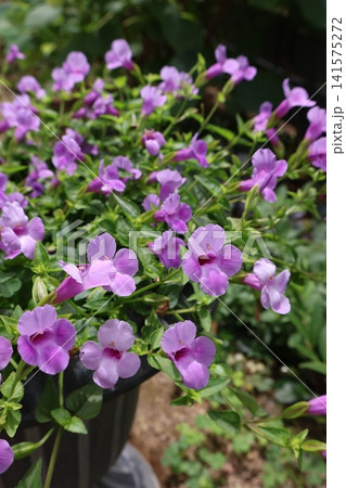 可愛い小花のトレニア 可愛い小花のトレニア 141575272